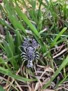 GÜMÜŞ ZİRKON TAŞLI İSTAKOZ FİGÜRLÜ BROŞ