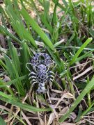 GÜMÜŞ ZİRKON TAŞLI İSTAKOZ FİGÜRLÜ BROŞ