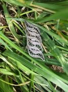 925 AYAR GÜMÜŞ TELKARİ BROŞ